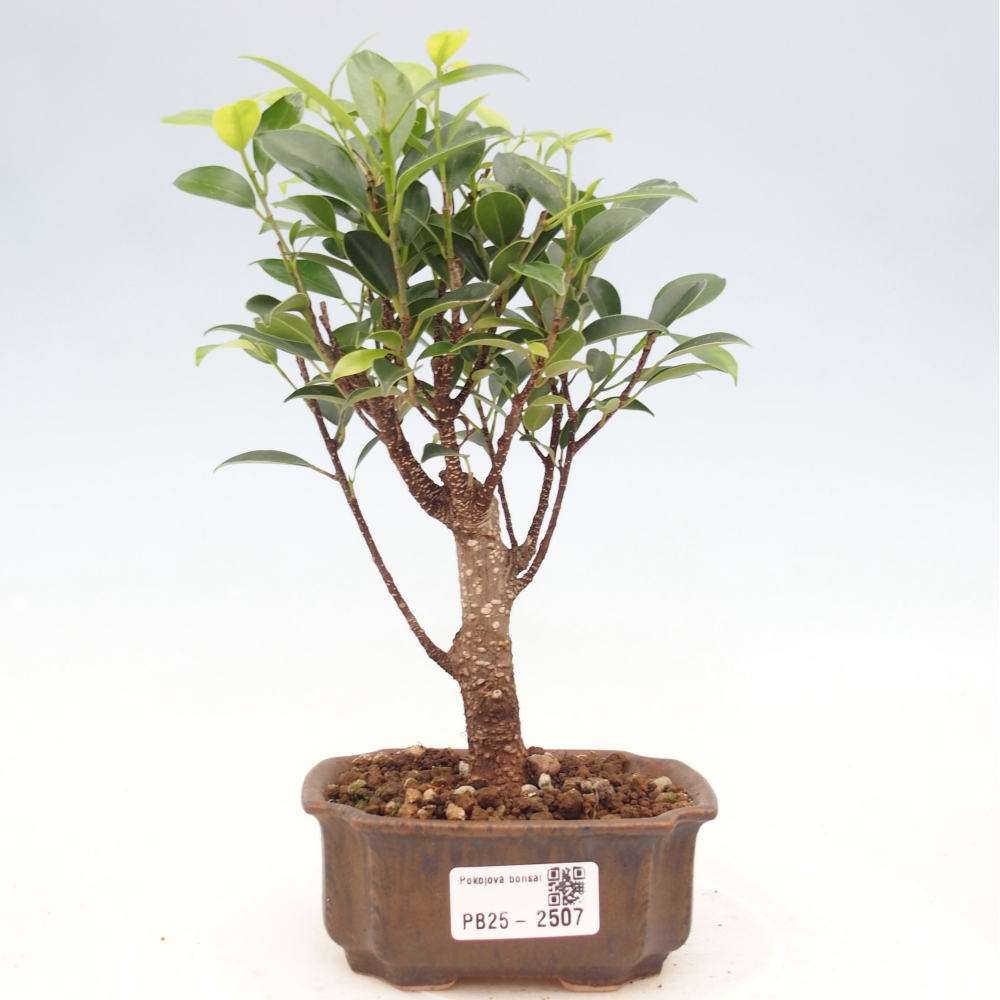 Izbová bonsai - Malolistý fikus - Ficus kimmen