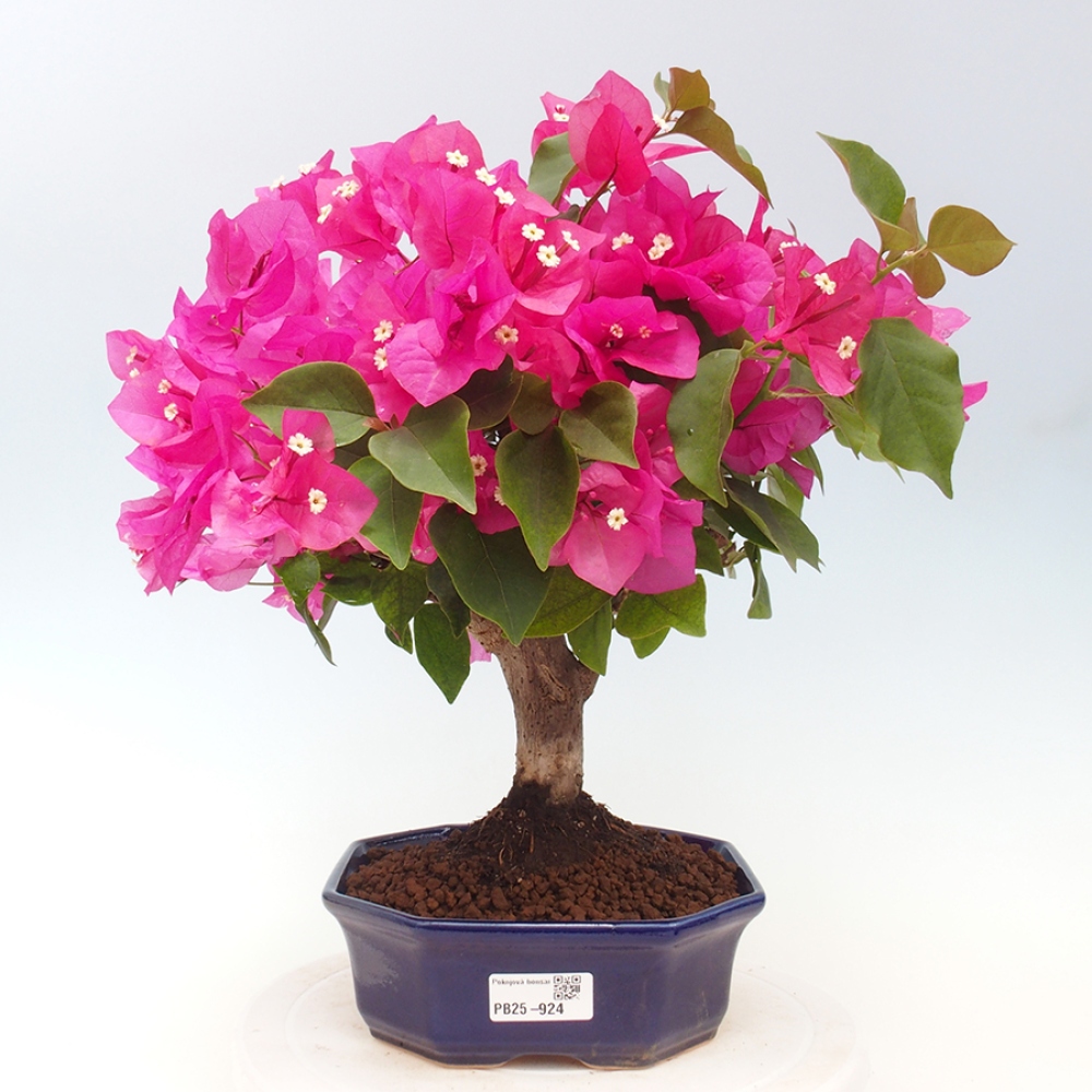 Izbová bonsai - Bouganwilea
