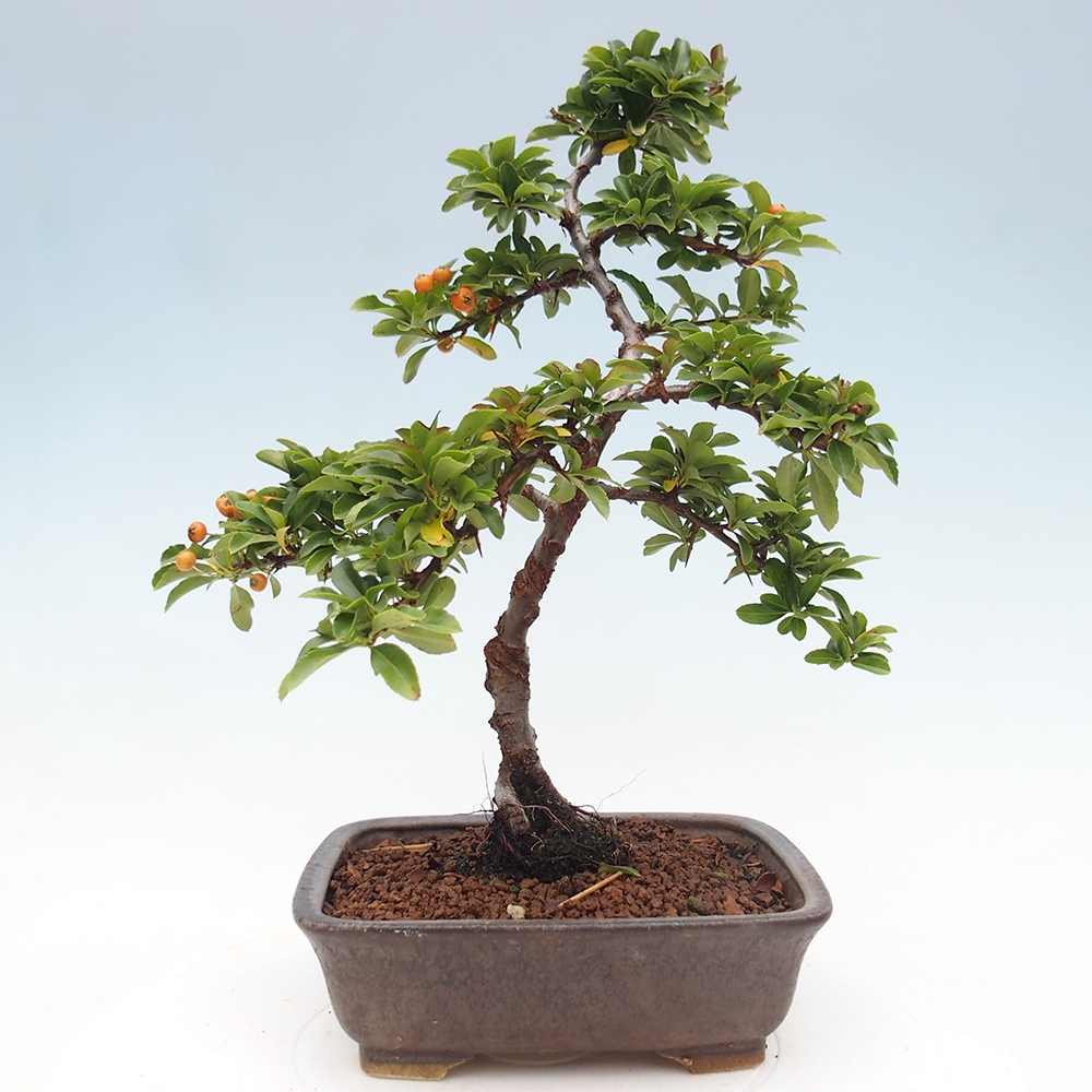 Vonkajšie bonsaje-Pyracantha Teton -Hlox