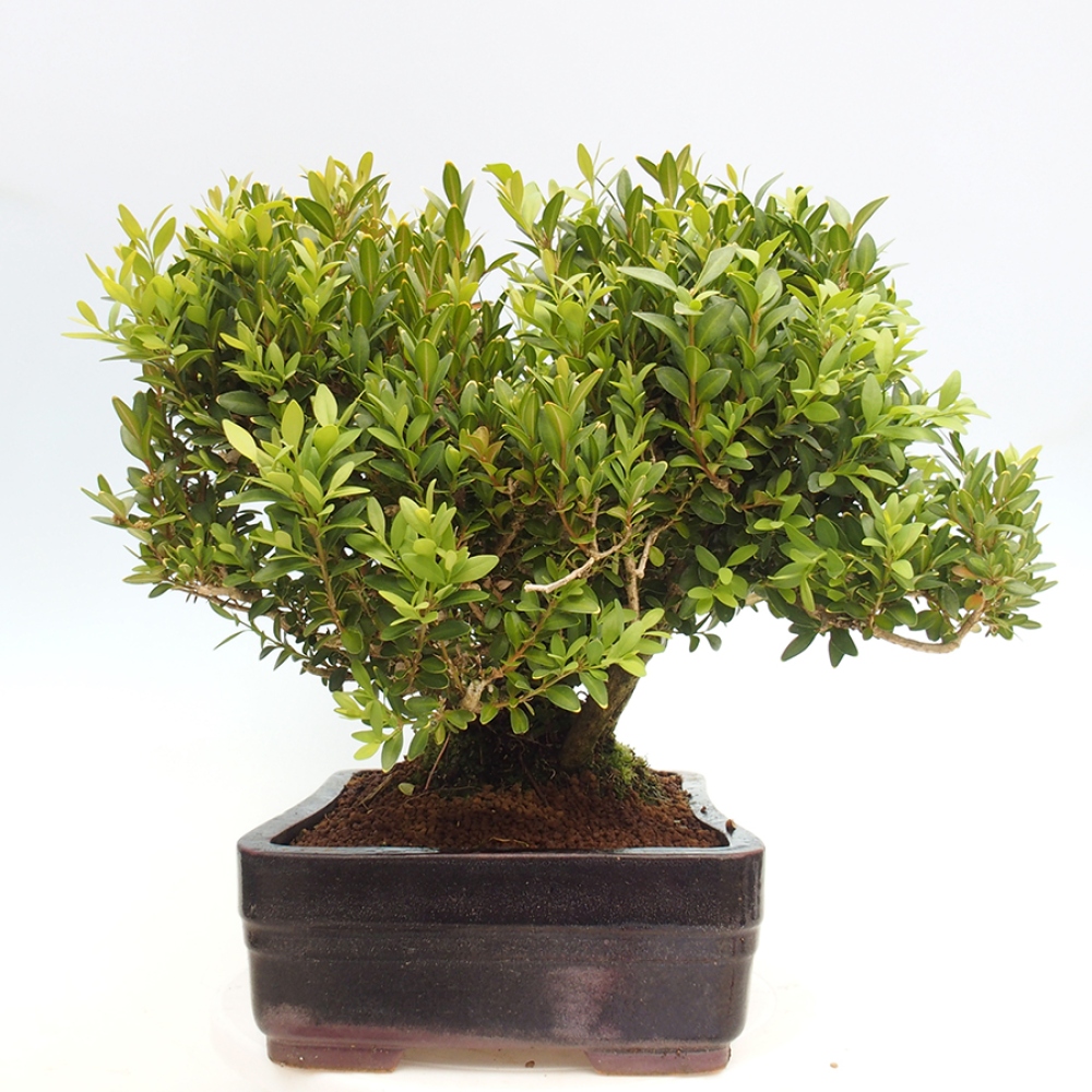 Vonkajšie bonsai - Buxus sempervirens - krušpán