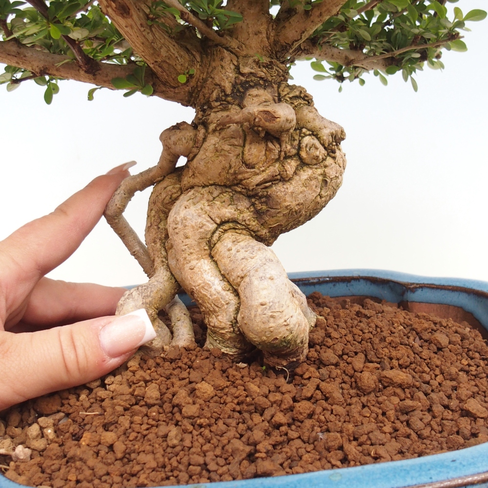 Vonkajšie bonsaje - Berberis coreana