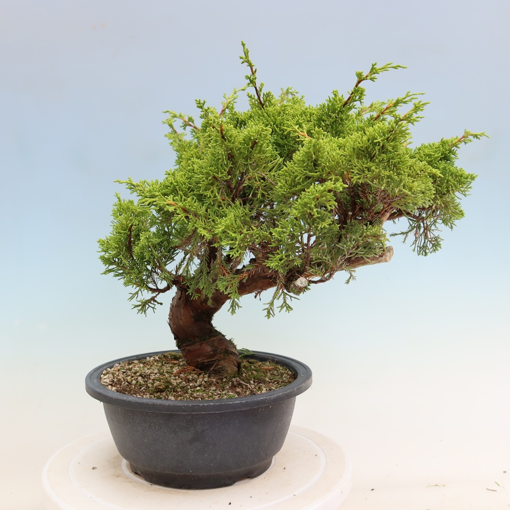 Vonkajší bonsai – Juniperus chinensis Itoigawa – čínsky jalovec
