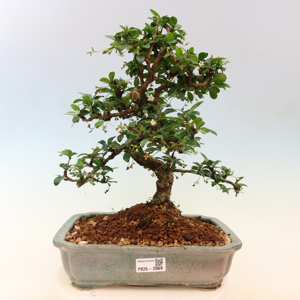 Izbové bonsaje - Carmona macrophylla - Tea fuki