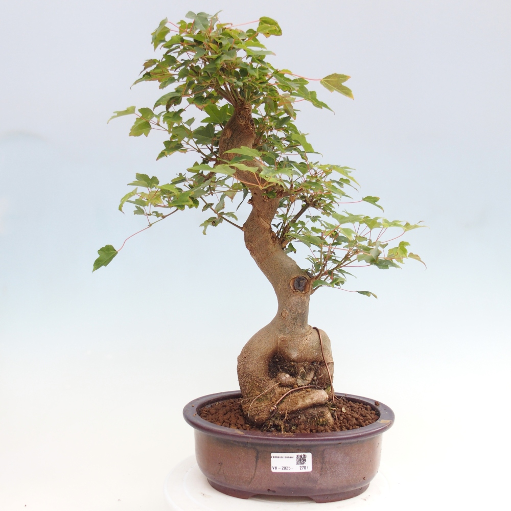 Vonkajšie bonsai - Javor Buergerianum - Javor Burgerův