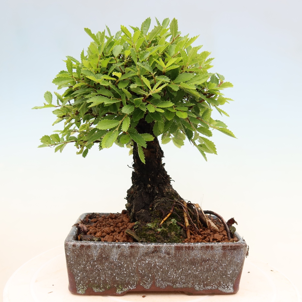 Vonkajšie bonsaje - Zelkova - Zelkova NIRE