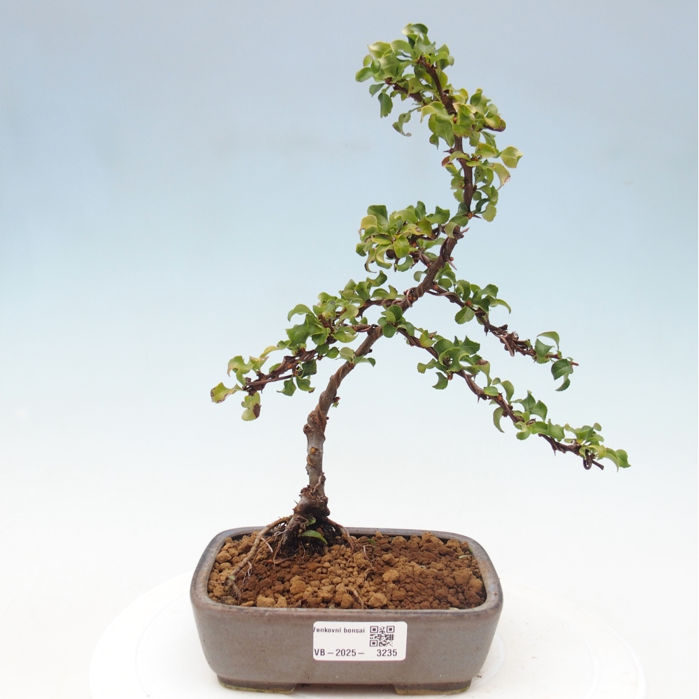 Vonkajšie bonsai - Chaneomeles s. Red Joy - Dulovec