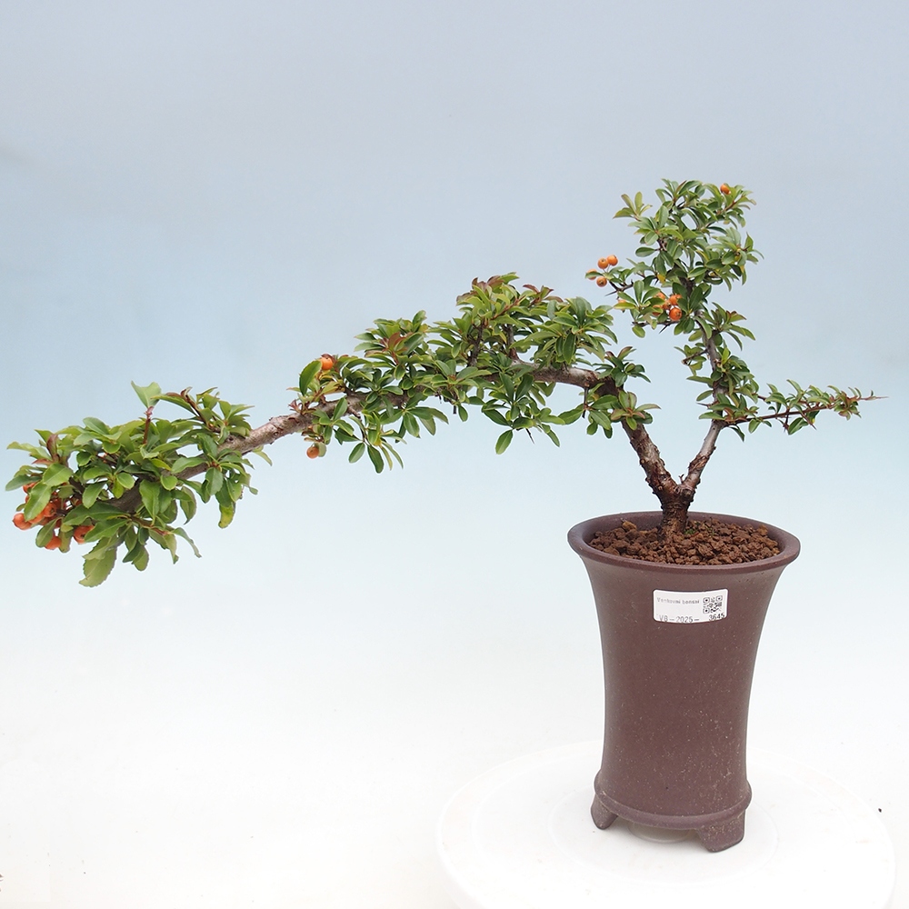 Vonkajšie bonsaje-Pyracantha Teton -Hlox