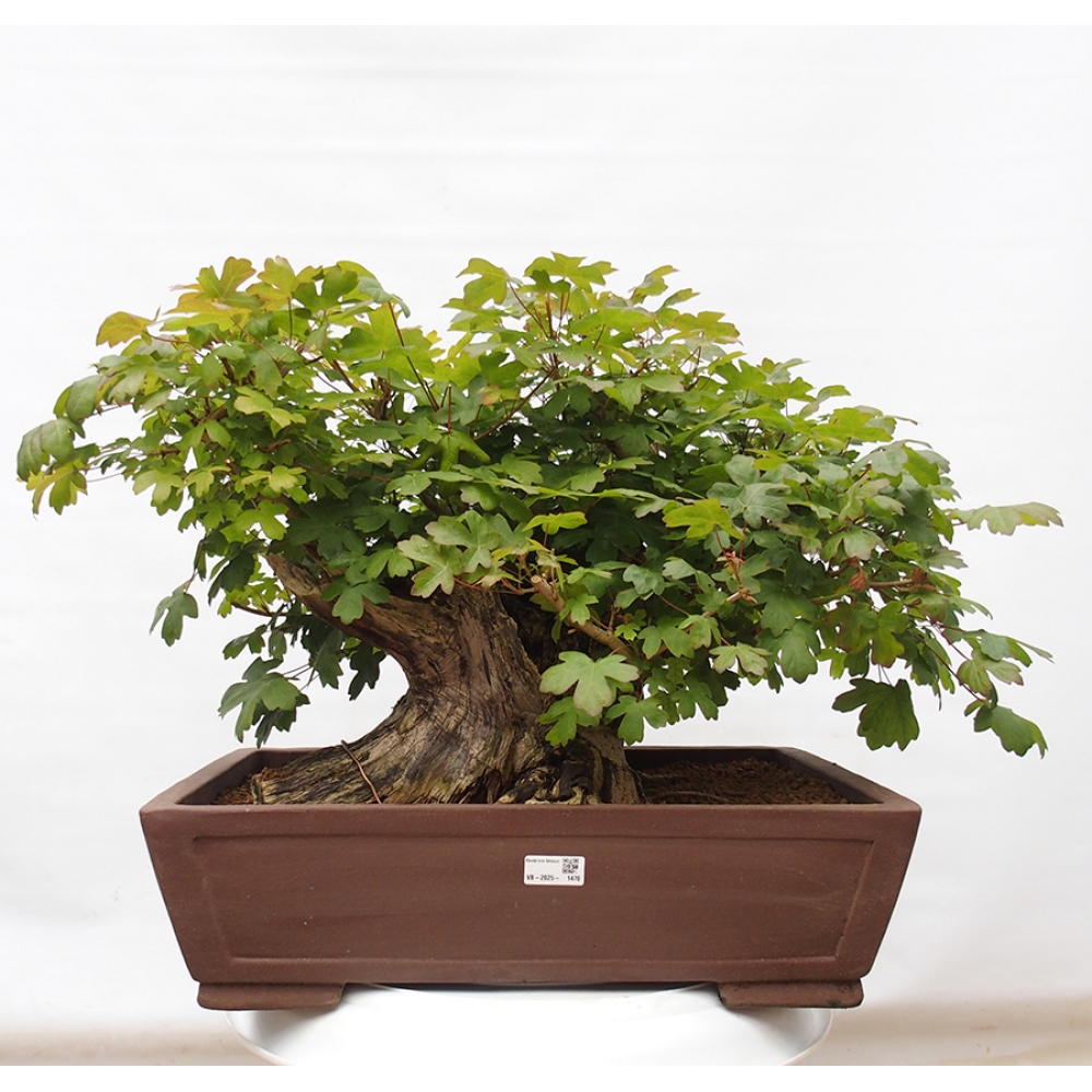 Vonkajší bonsai -Javor babyka - Acer campestre