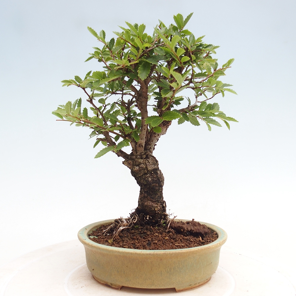 Vonkajšie bonsai - Zelkova - Zelkova Nirom
