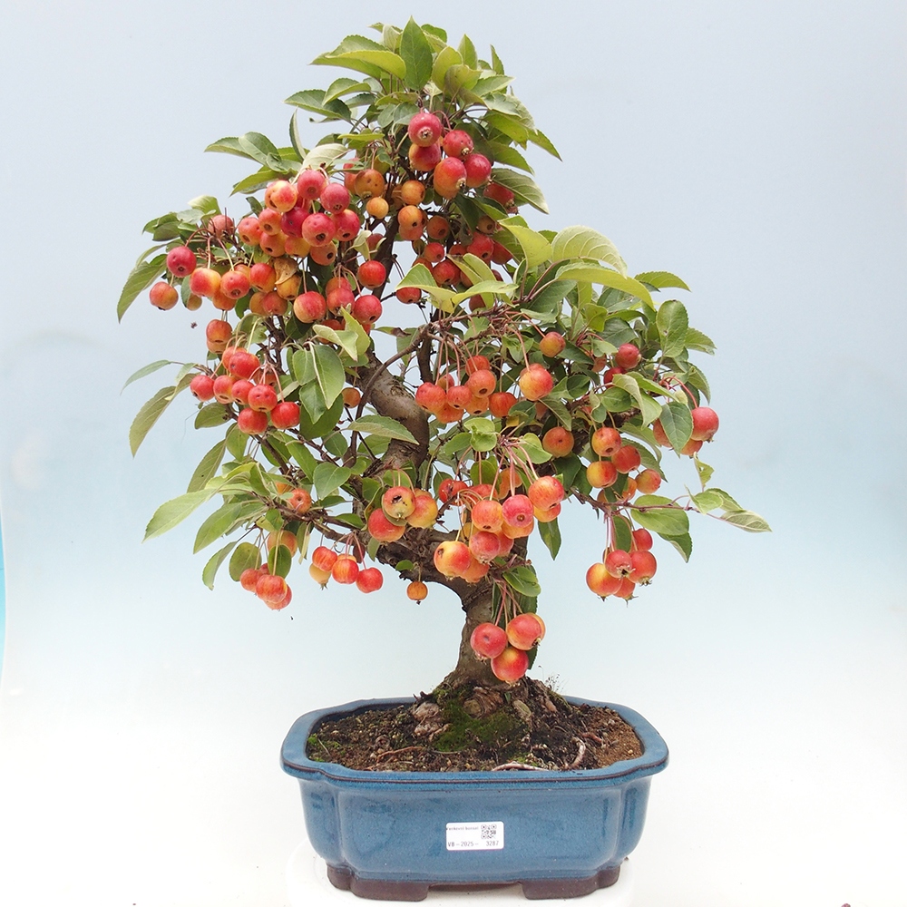 Vonkajší bonsai -Malus halliana - Maloplodá jabloň