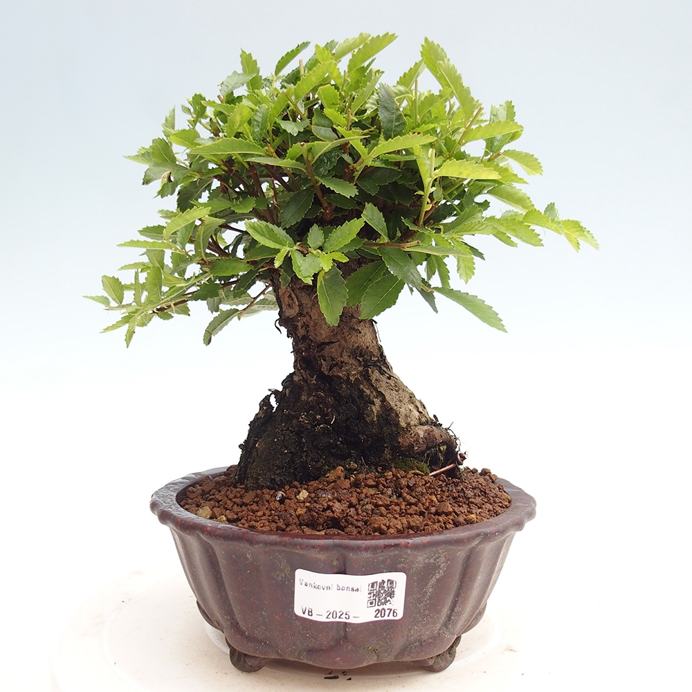 Vonkajšie bonsai - Zelkova - Zelkova Nirom