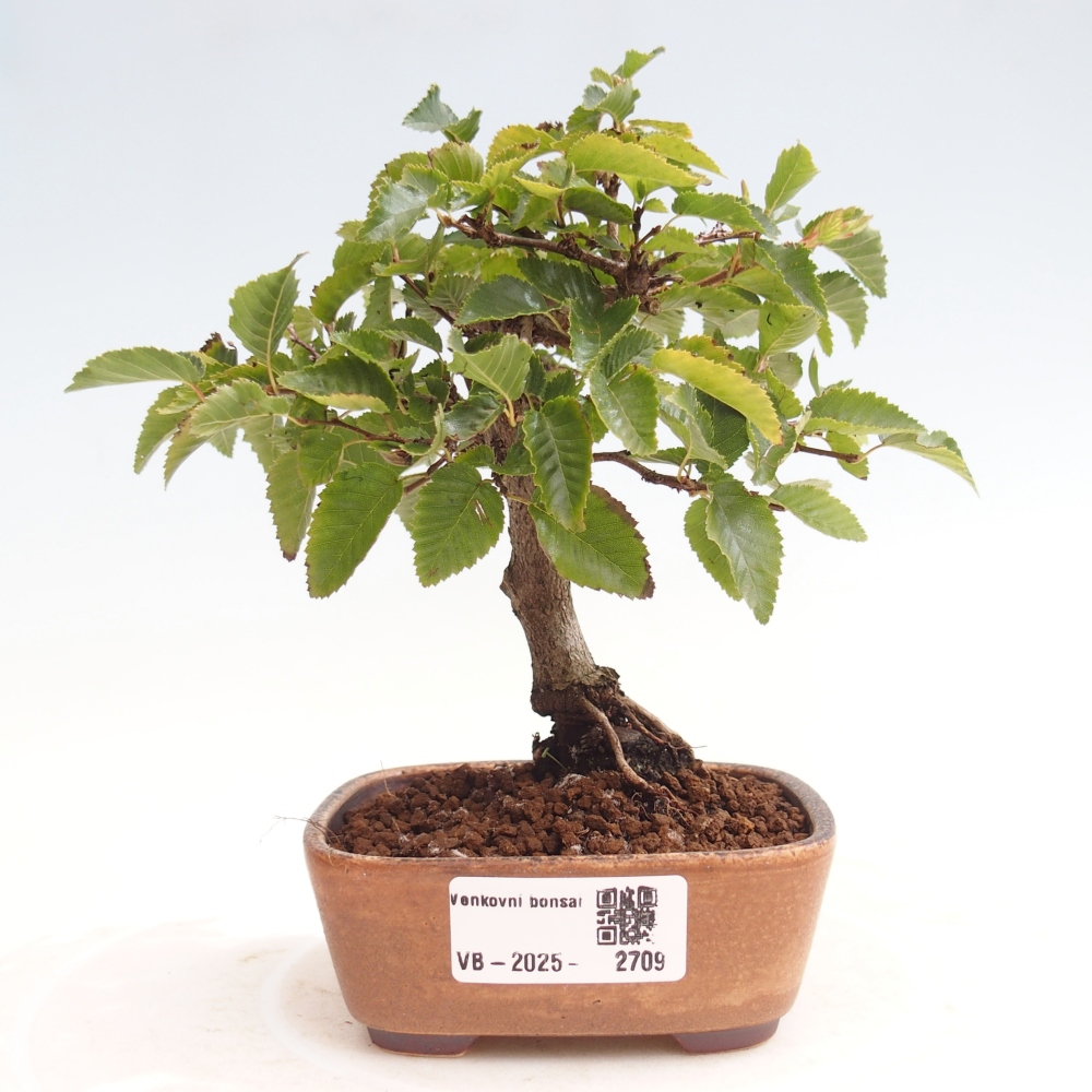Vonkajší bonsai -Carpinus CARPINOIDES - Hrab kórejský