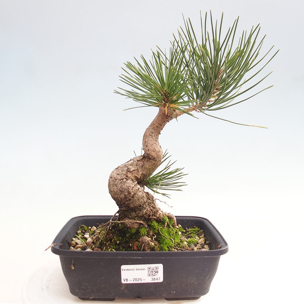 Vonkajšie bonsaje - Pinus thunbergii - borovica Thunbergova