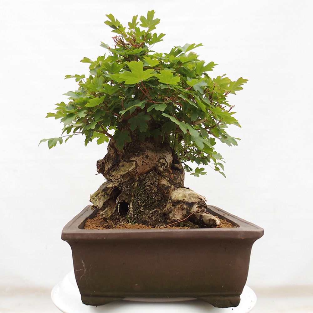 Vonkajší bonsai - Javor Francúzsky - Acer Nonspessulanum