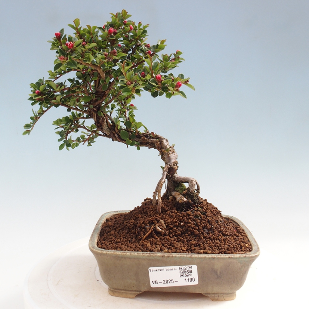 Vonkajší bonsai - Cotoneaster horizontalis - Skalník