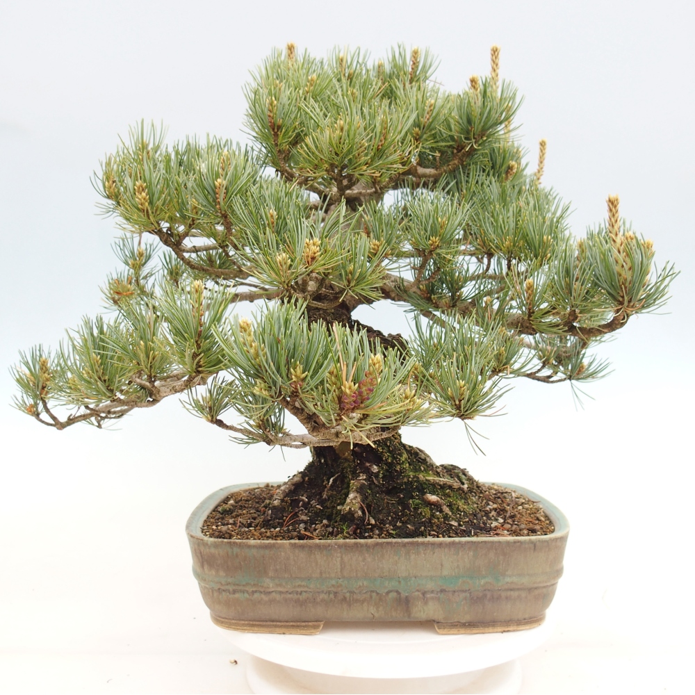Vonkajšie bonsaje - Pinus parviflora - Pinus parviflora