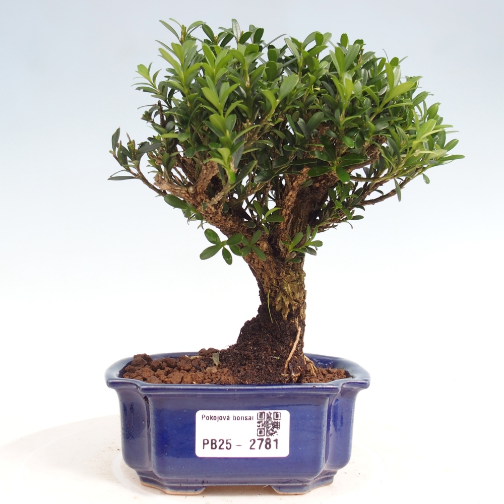 Izbová bonsai - Buxus harlandii -korkový buxus