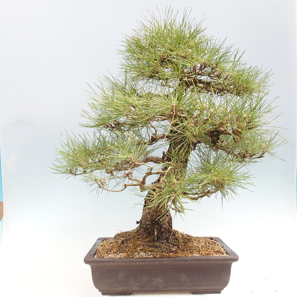 Vonkajšie bonsaje - Pinus thunbergii - borovica Thunbergova