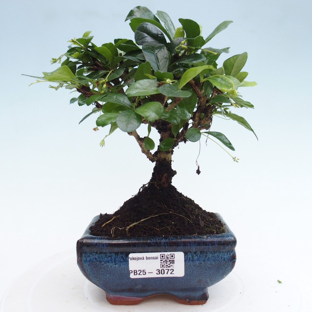 Izbová bonsai - Carmona macrophylla - Čaj fuki