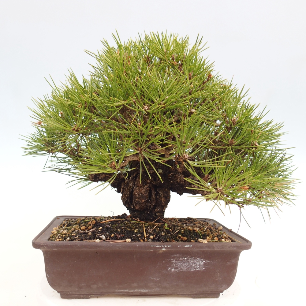 Vonkajšie bonsaje - Pinus thunbergii - borovica Thunbergova