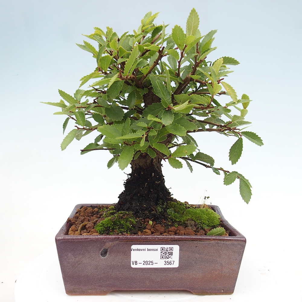 Vonkajšie bonsaje - Zelkova - Zelkova NIRE