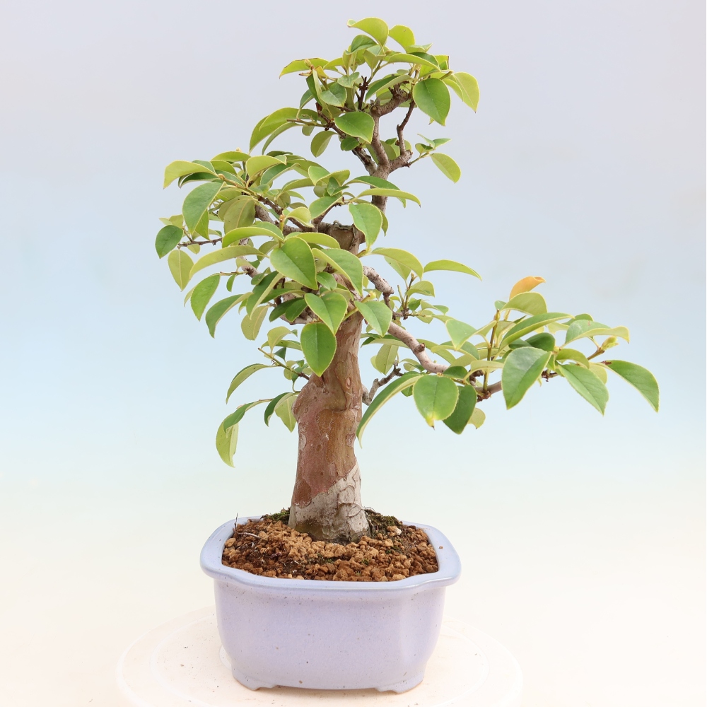 Vonkajšie bonsaje - Pseudocydonia sinensis - čínska kdoule