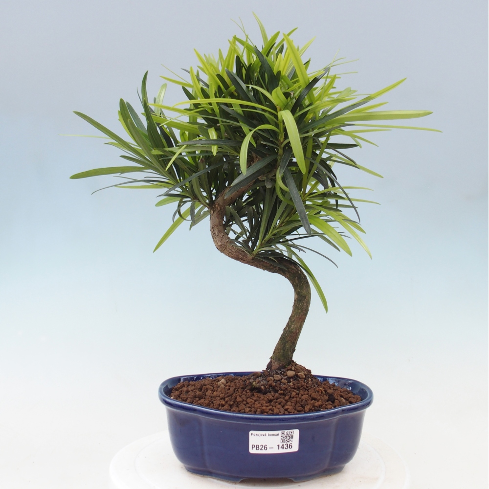 Izbové bonsaje - Podocarpus - Kamenný tis