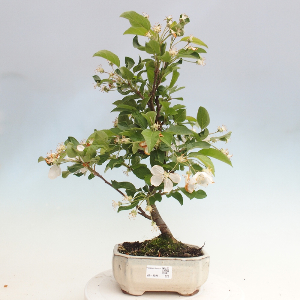 Vonkajší bonsai -Malus halliana - Maloplodá jabloň