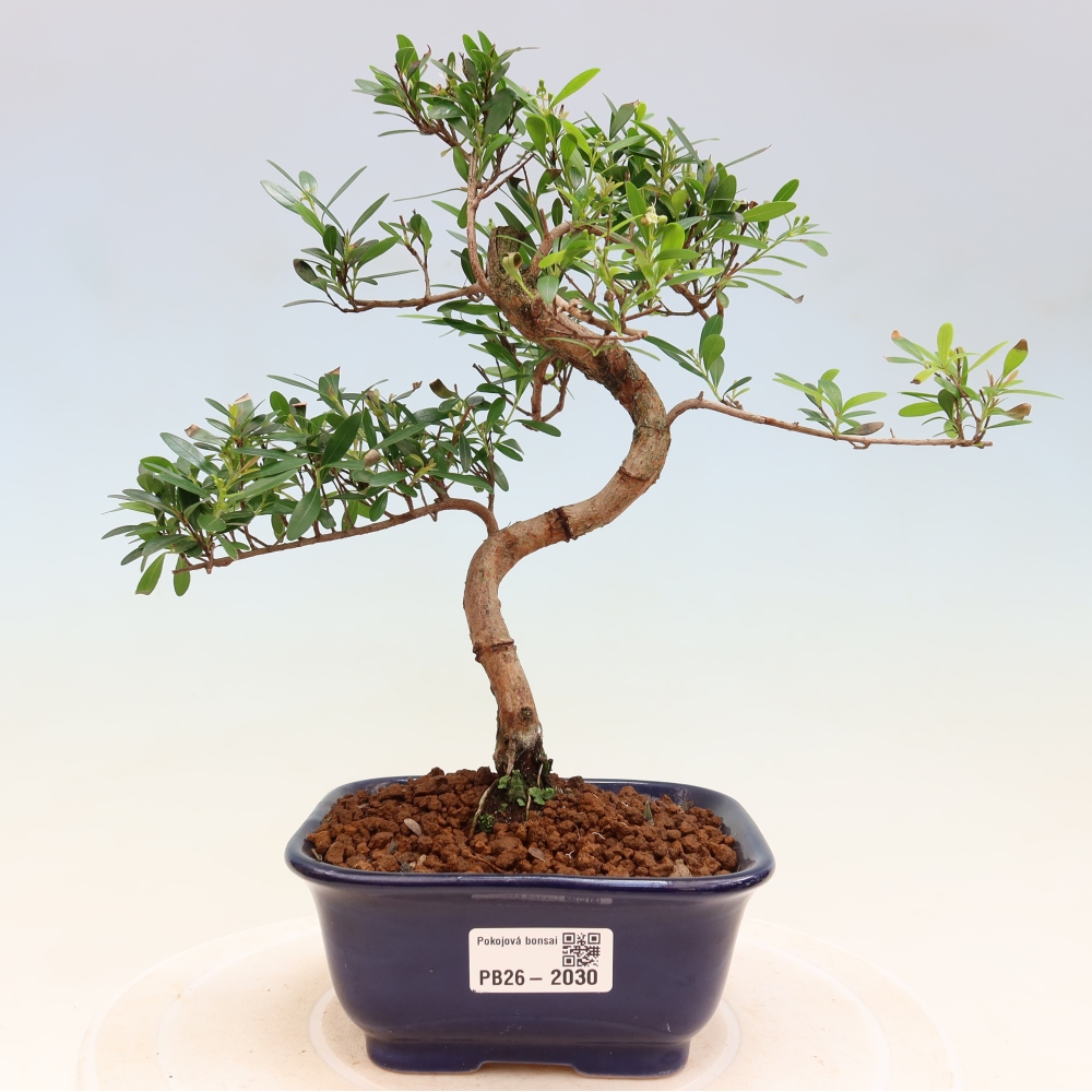 Izbové bonsaje - Syzygium - Pimento