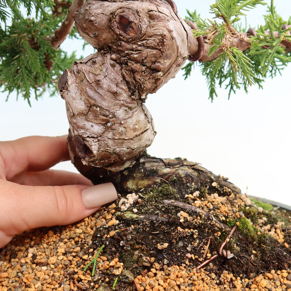 Vonkajší bonsai – Juniperus chinensis Itoigawa – čínsky jalovec