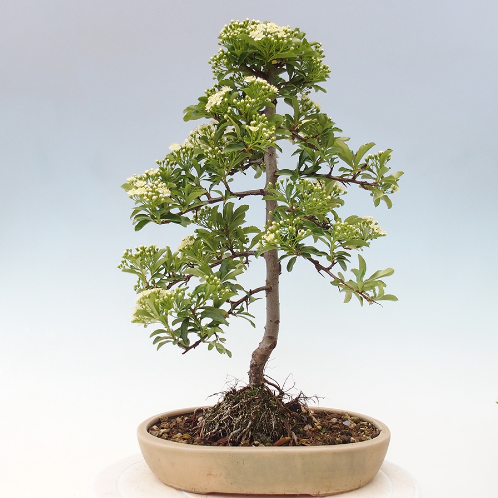 Vonkajšia bonsai-Pyracanta Teton -Hlohyně