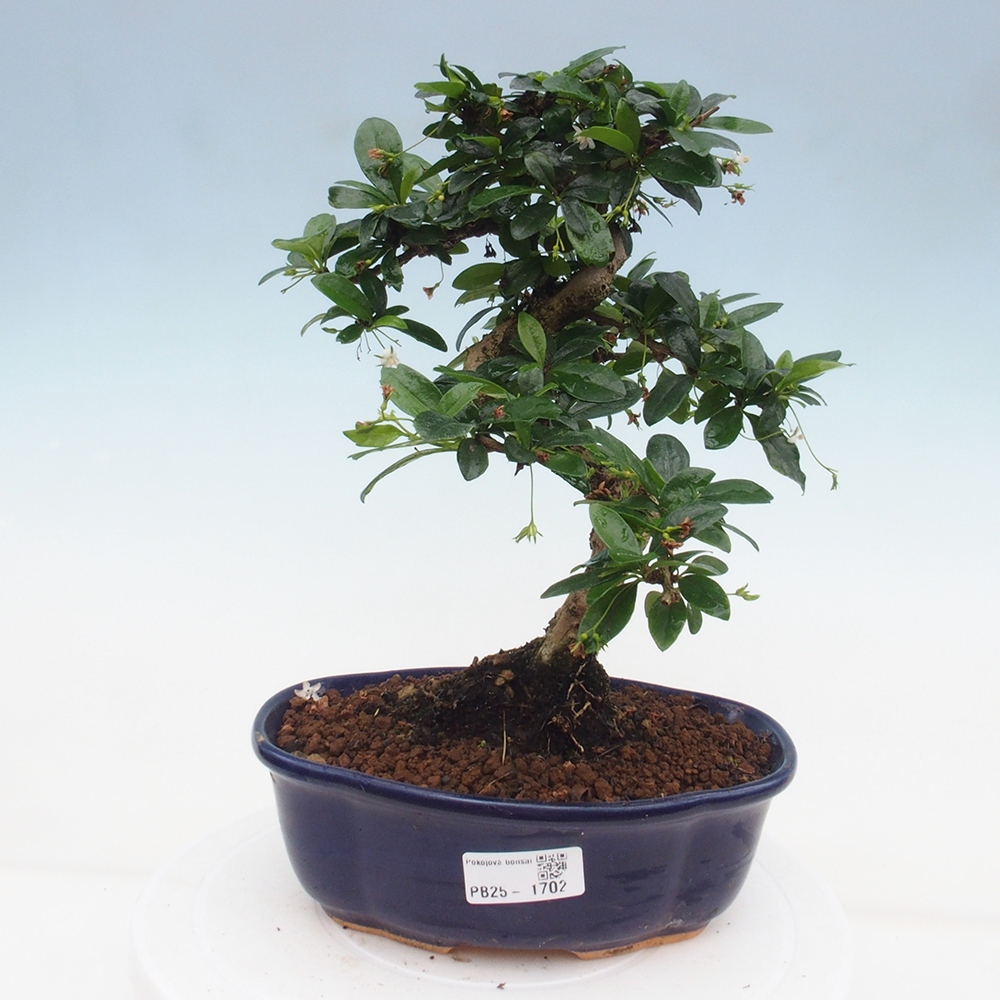 Izbová bonsai - Carmona macrophylla - Čaj fuki