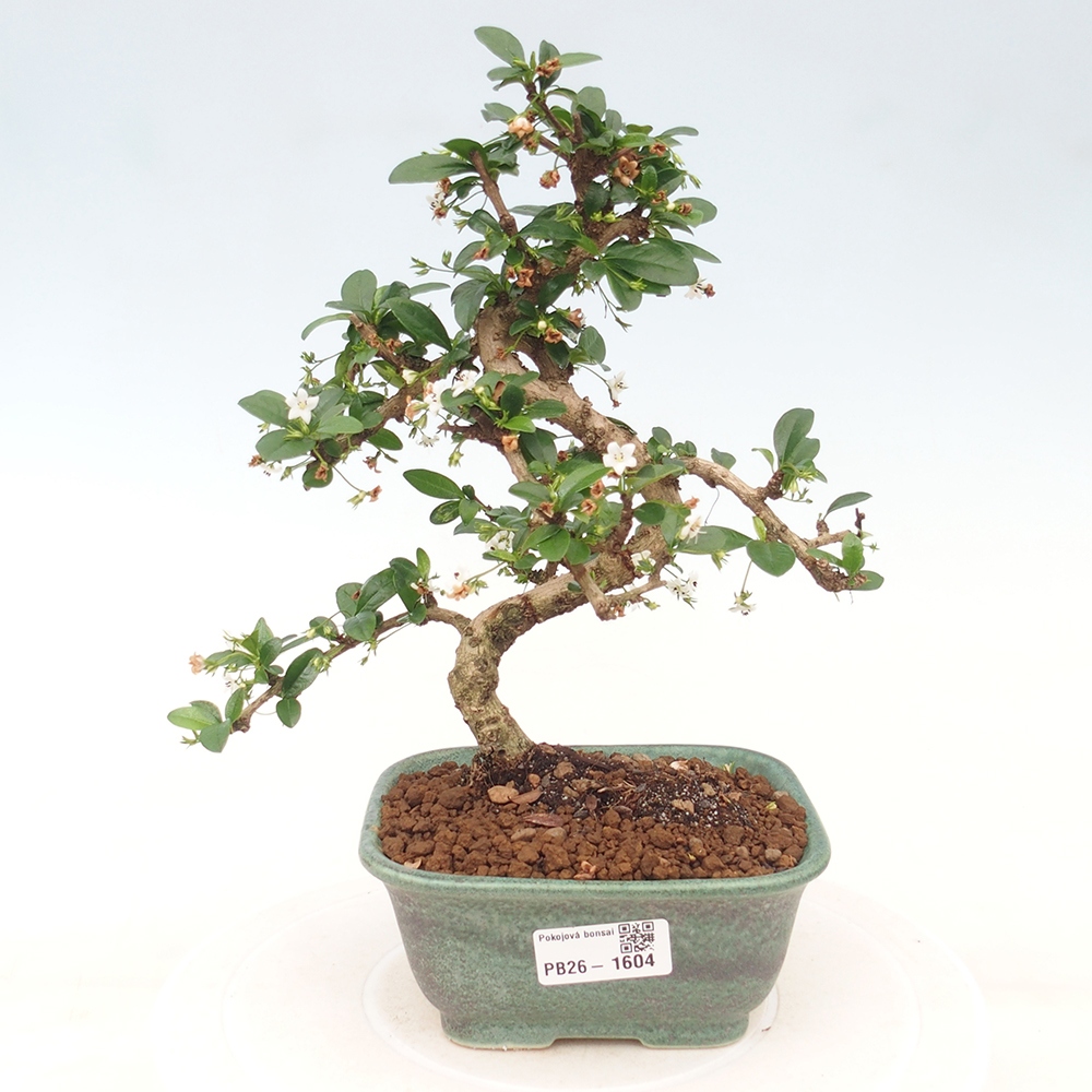 Izbové bonsaje - Carmona macrophylla - Tea fuki
