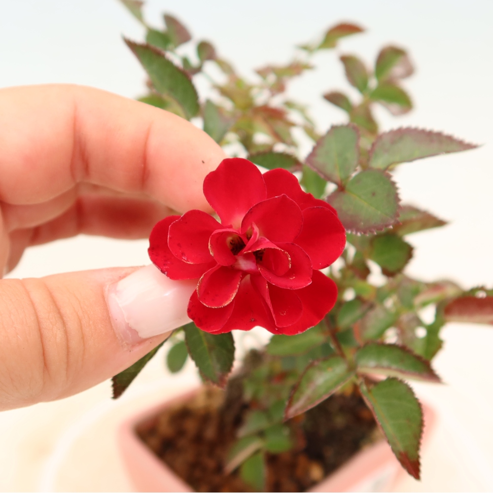 Vonkajšie bonsaje – Rosa Kordes – ruže