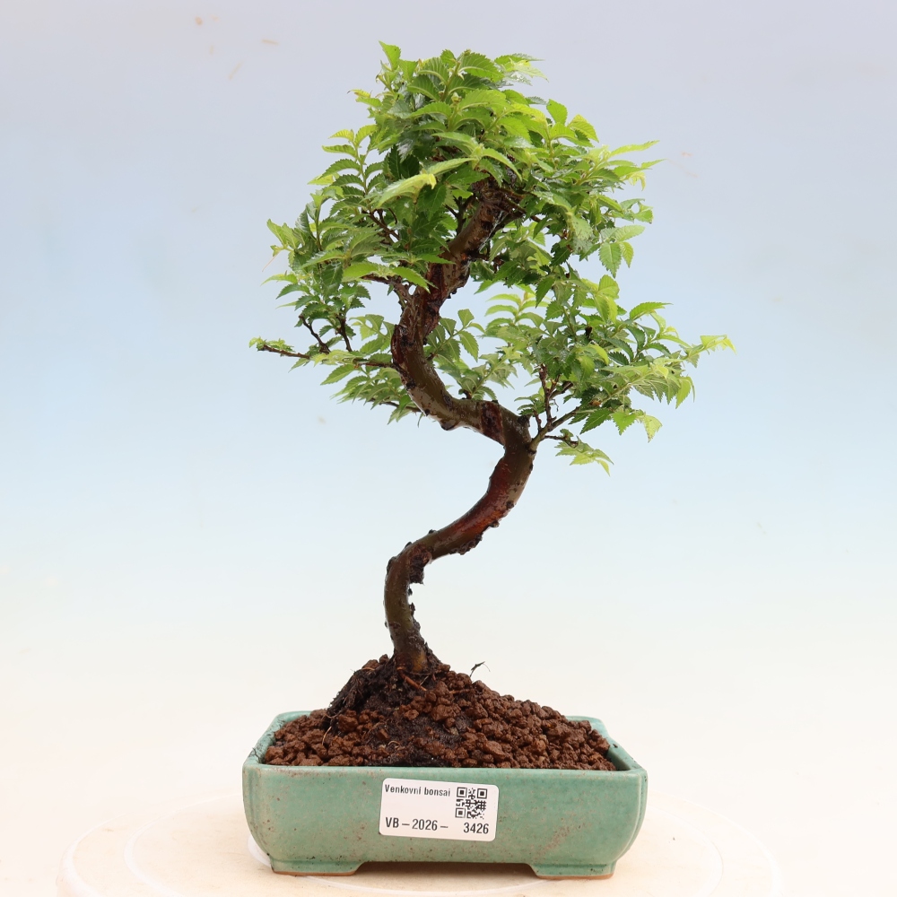 Vonkajší bonsai – Ulmus Jacqueline Hillier – javor krásny