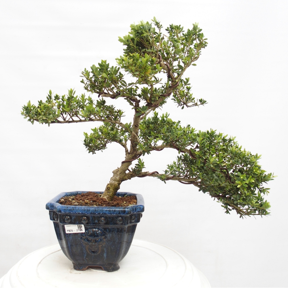 Izbová bonsai - Ilex crenata - Cezmína