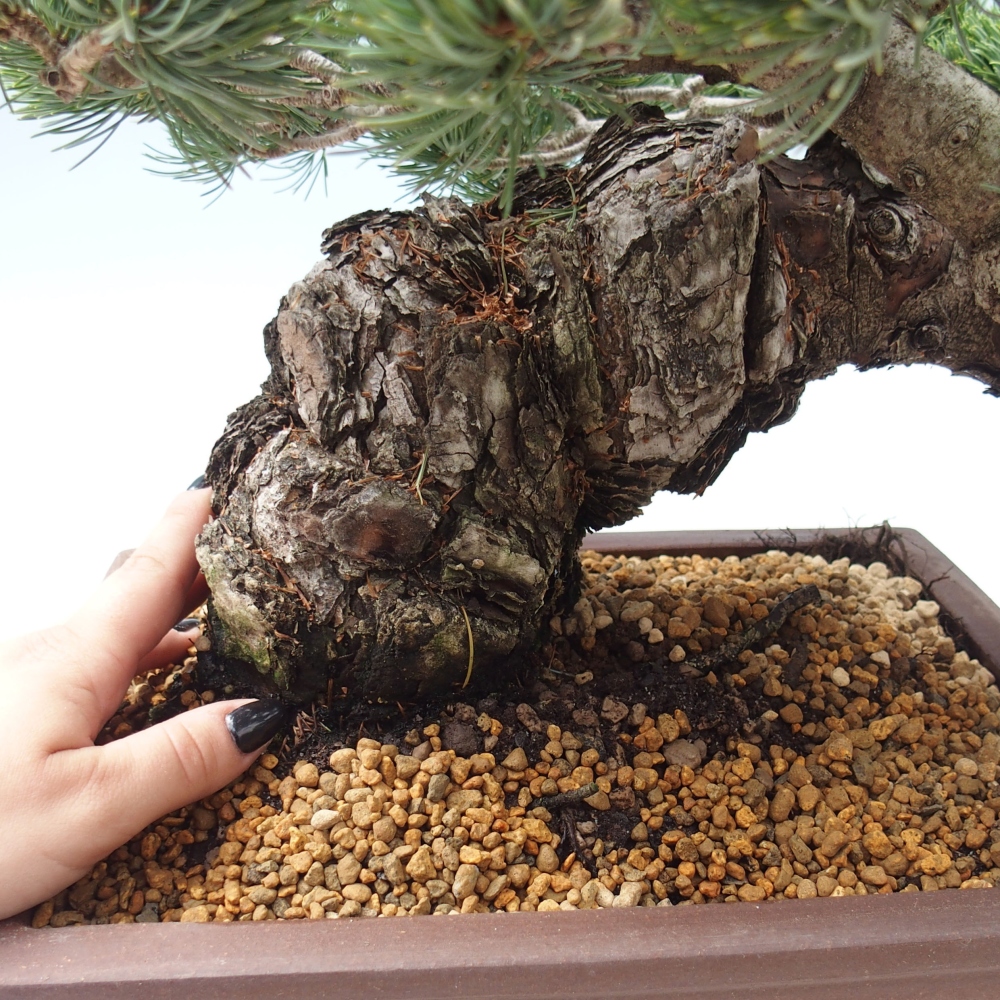 Vonkajšie bonsai - Pinus parviflora - Borovica drobnokvetá