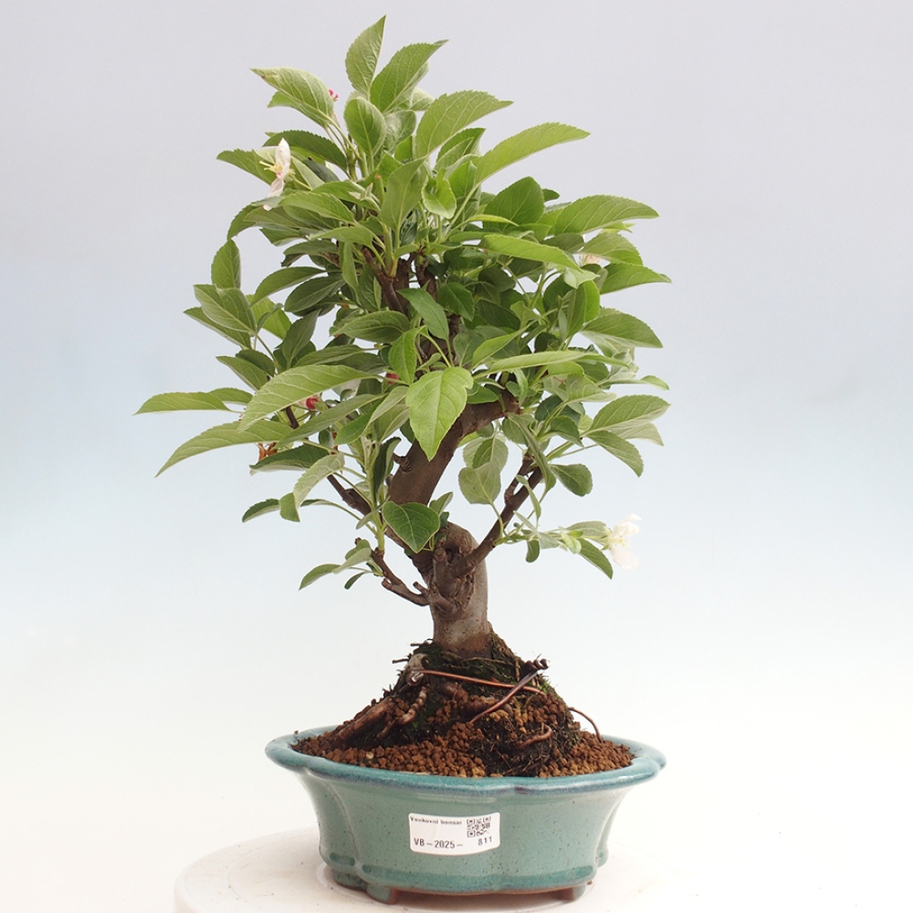 Vonkajší bonsai -Malus halliana - Maloplodá jabloň