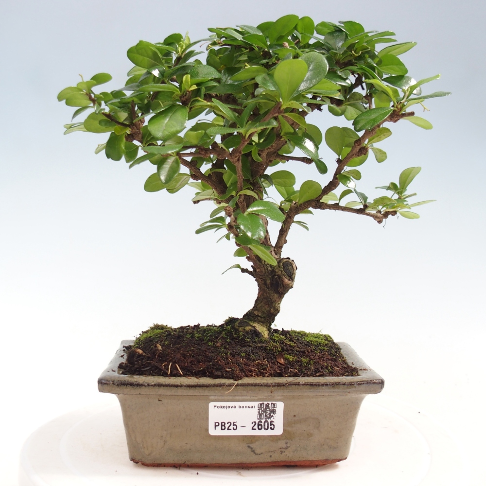 Izbová bonsai - Carmona macrophylla - Čaj fuki