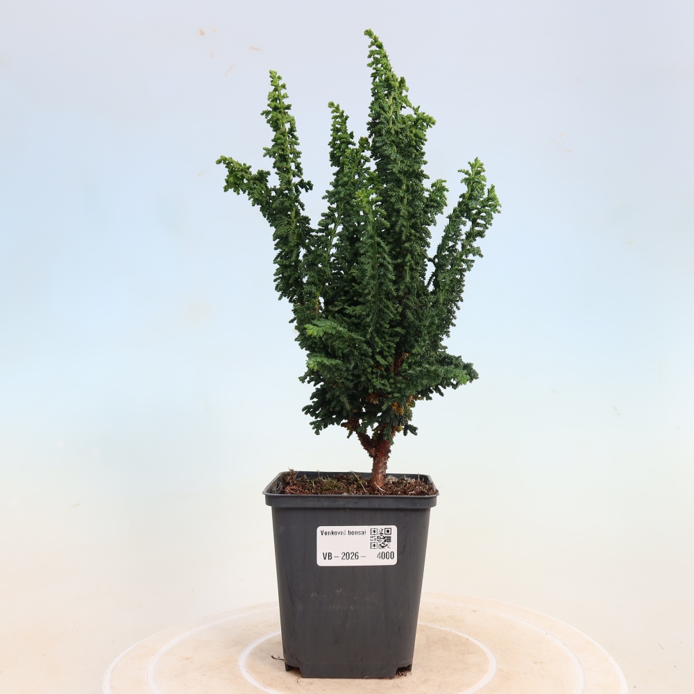 Vonkajší bonsaj - Cham. obtusa SEKKA HINOKI - Cypruštek