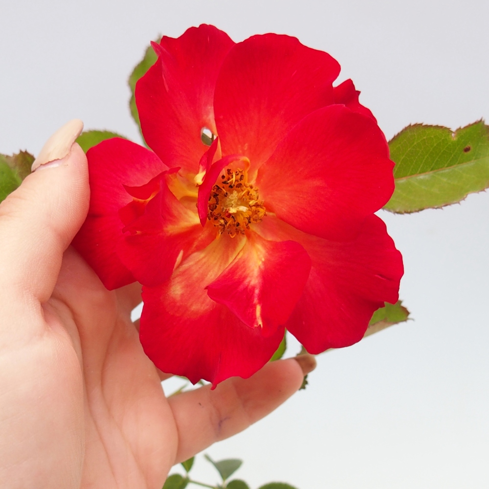 Vonkajší bonsai - Rosa Kordes - ruža