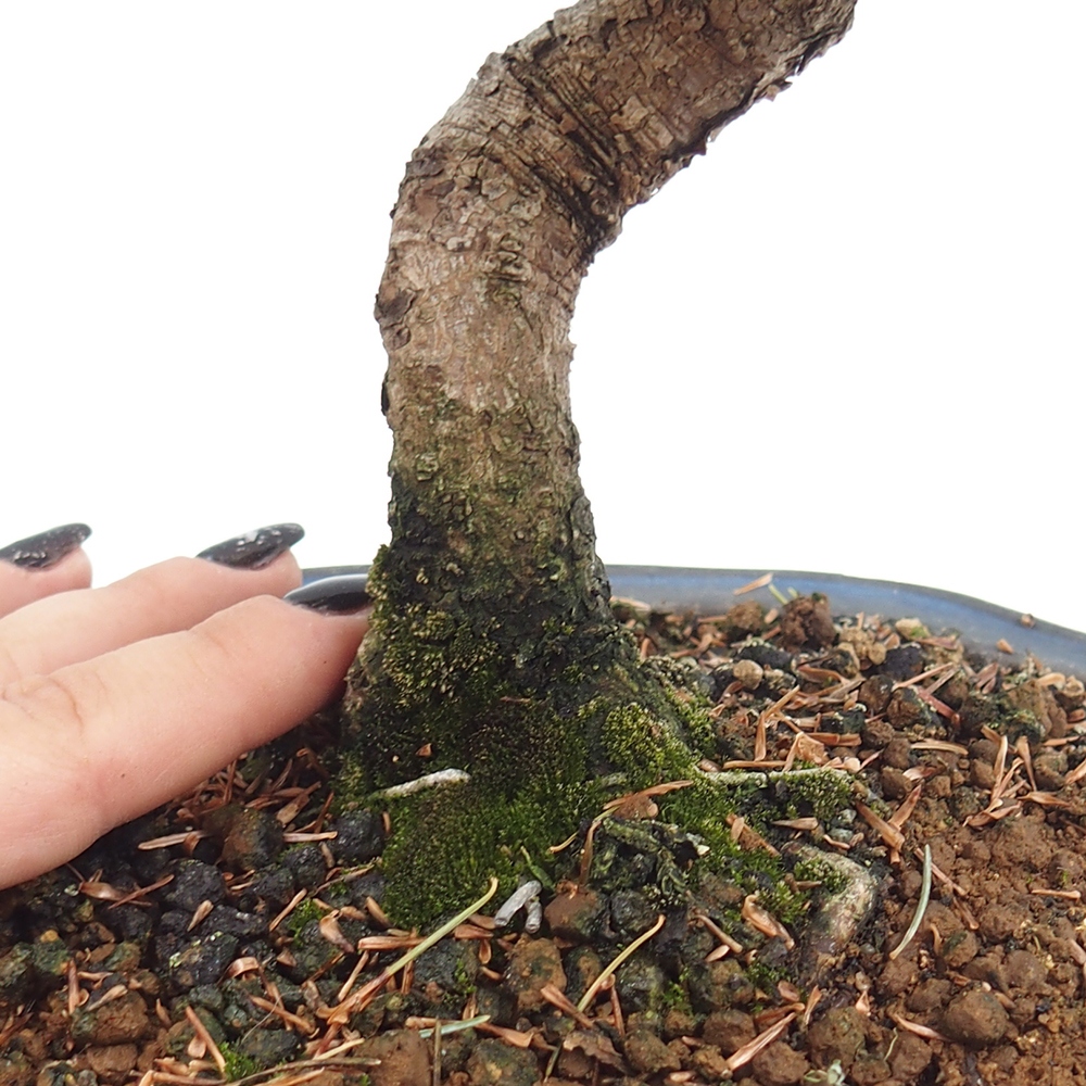 Vonkajšie bonsai - Pinus parviflora - Borovica drobnokvetá