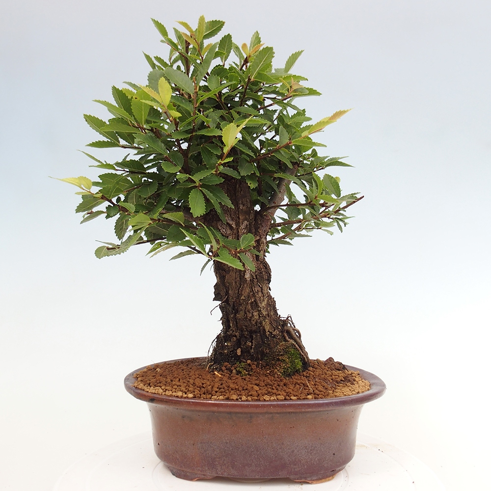 Vonkajšie bonsai - Zelkova - Zelkova Nirom