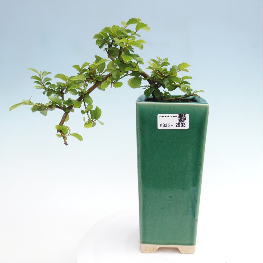 Izbová bonsai - Grewia occidentalis - Hviezdica levanduľová