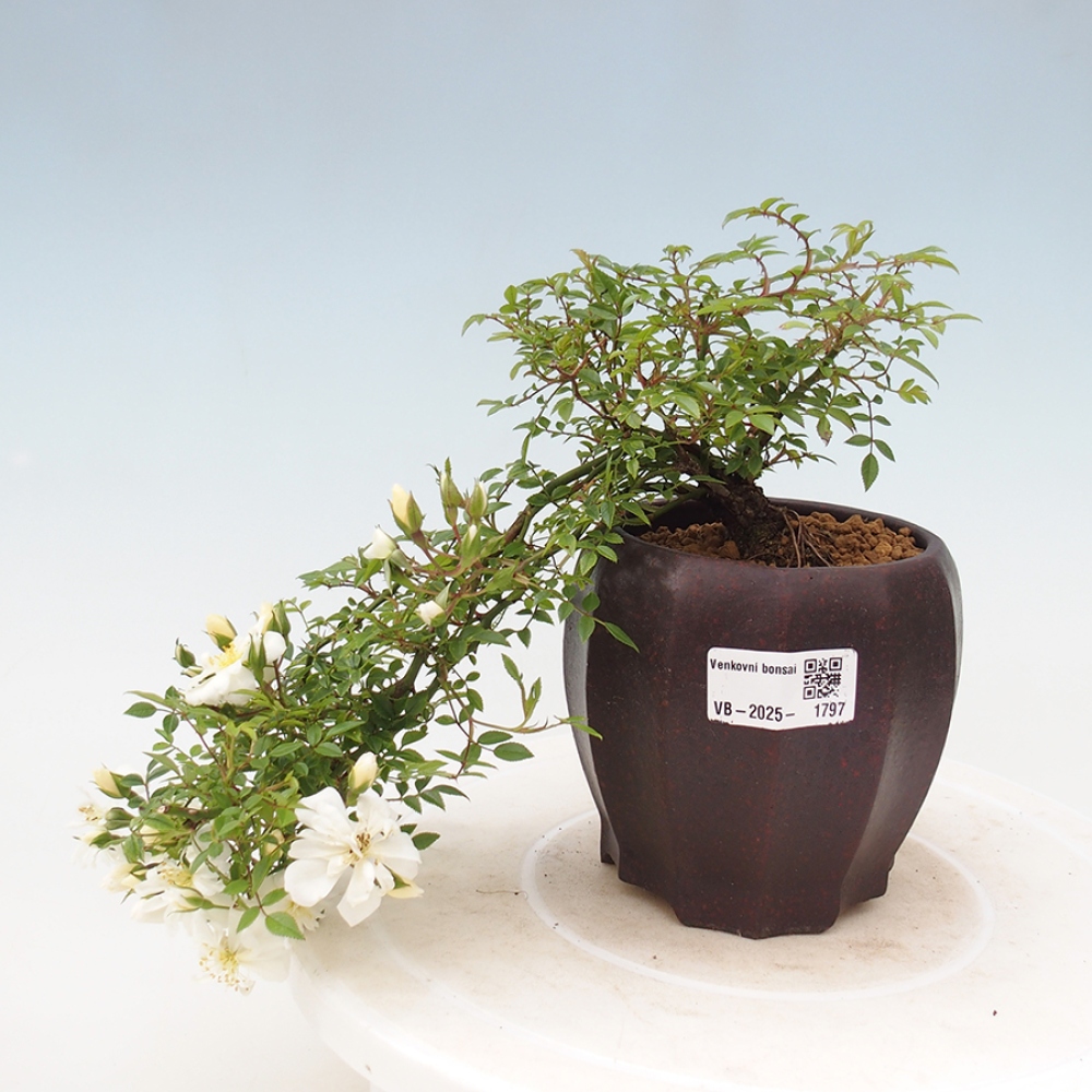 Vonkajší bonsai - Rosa Sea Foam - ruža