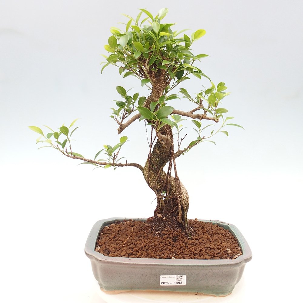 Izbová bonsai - Ficus kimmen - malolistý fikus