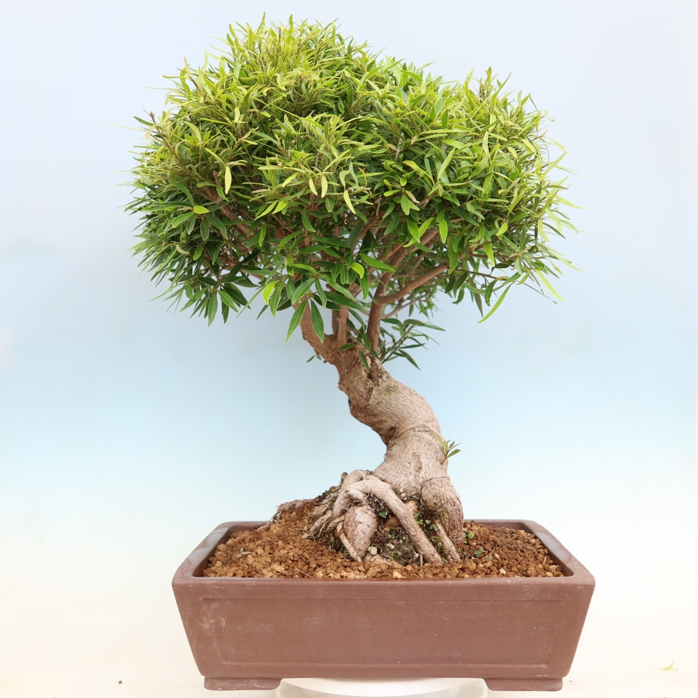 Izbové bonsaje - Ficus nerifolia - fíkus drobnolistý