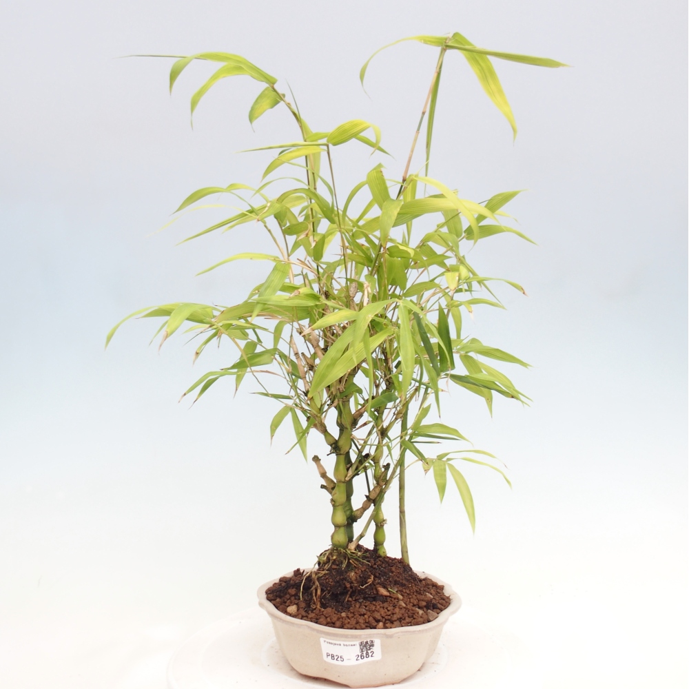 Izbová bonsai - Bambus budha-Bambus budhovo brucho