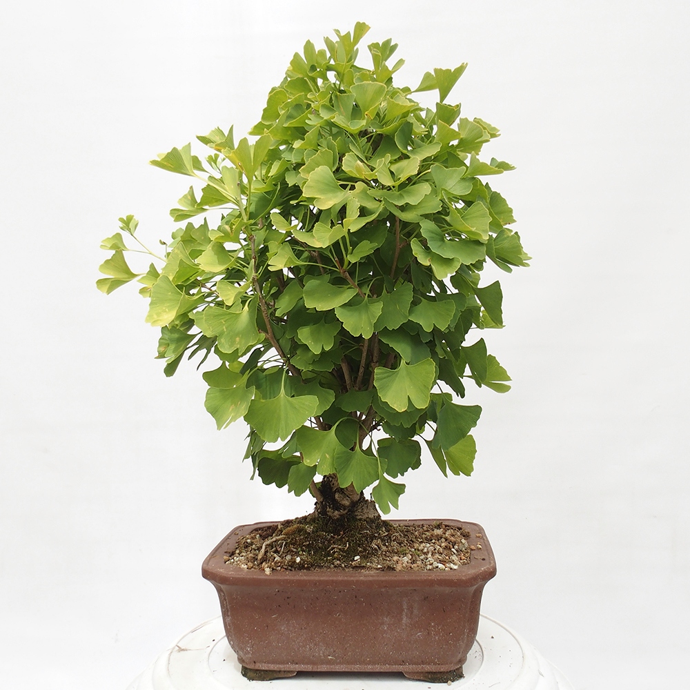 Vonkajší bonsai - Jinan dvojlaločný - Ginkgo biloba