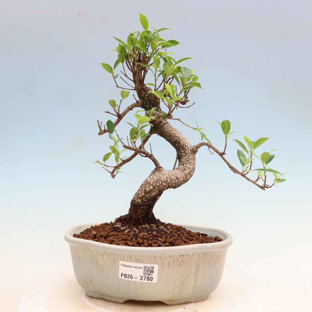 Izbové bonsaje - Ficus kimmen - drobnolistý fikus